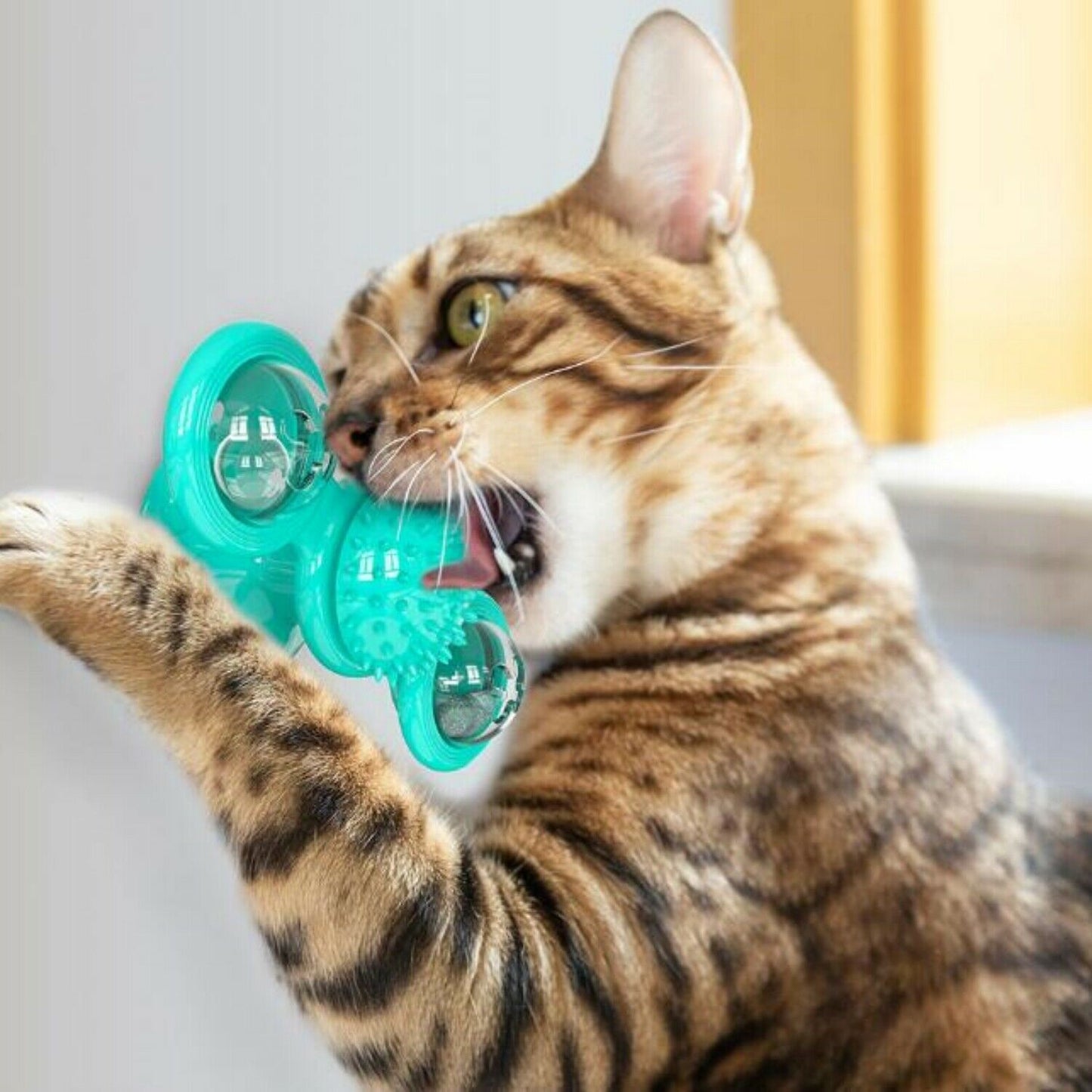 New  Cat Toy